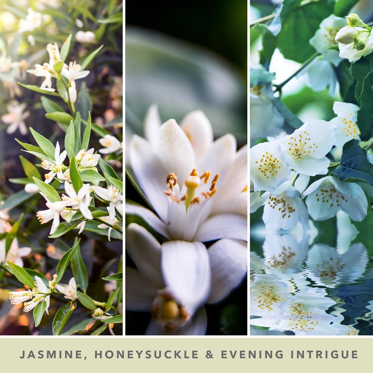 Scented Candle | Midnight Jasmine Large Jar Candle | Long Burning Candles: up to 150 Hours | Perfect Gifts for Women